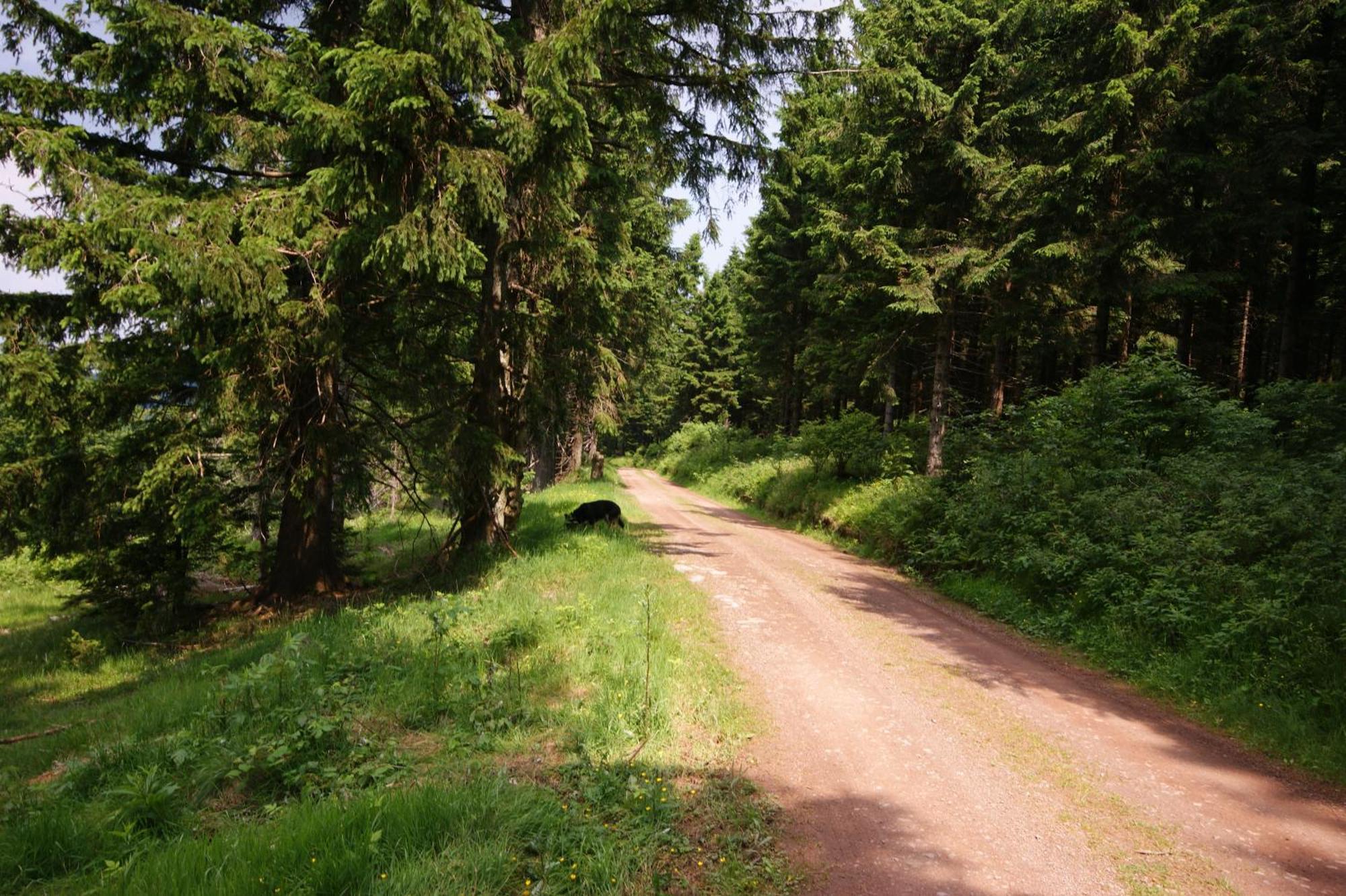 Hoehengasthaus Kolmenhof An Der Donauquelle ฟวร์ตวานเงน ภายนอก รูปภาพ