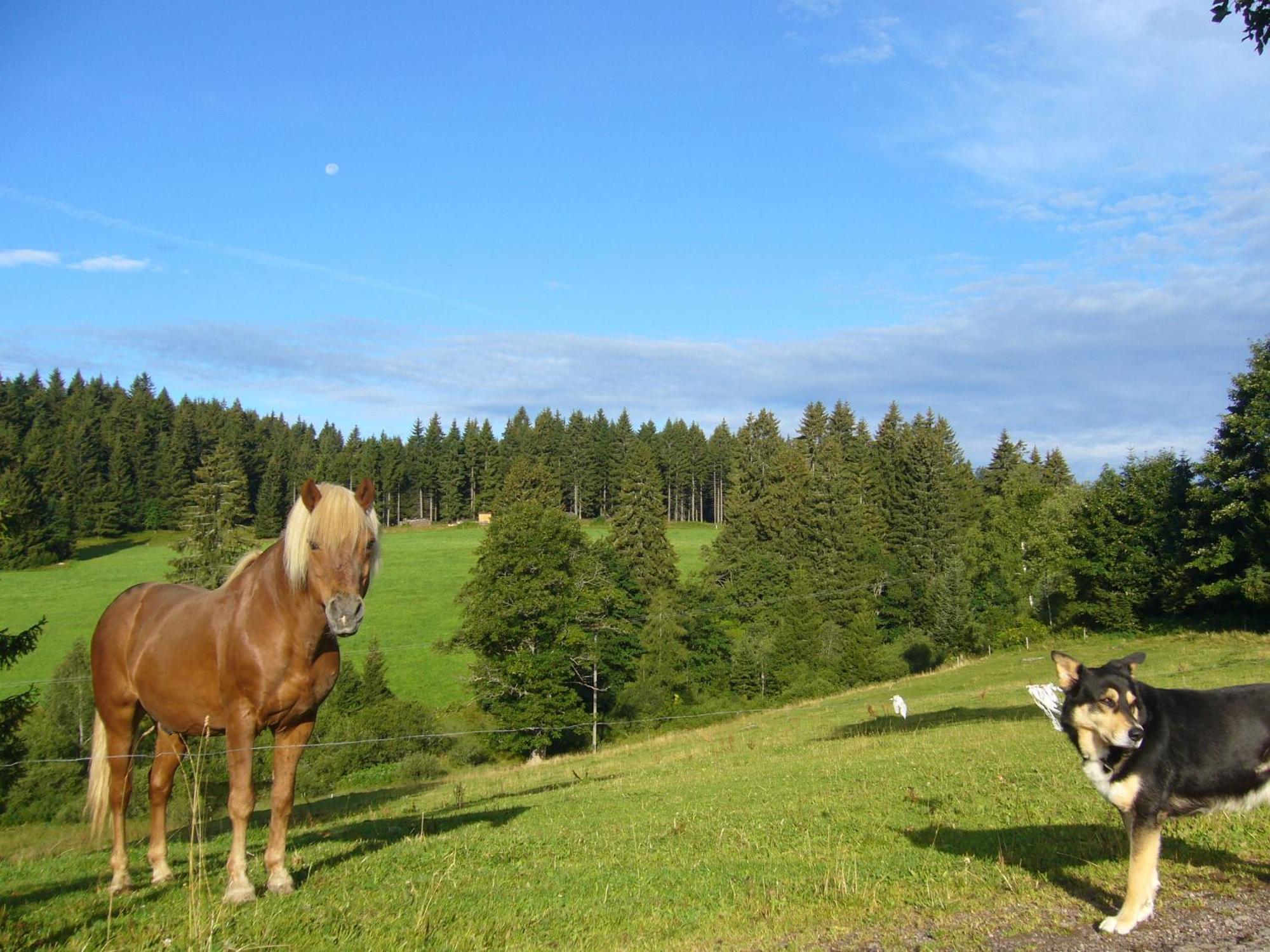 Hoehengasthaus Kolmenhof An Der Donauquelle ฟวร์ตวานเงน ภายนอก รูปภาพ