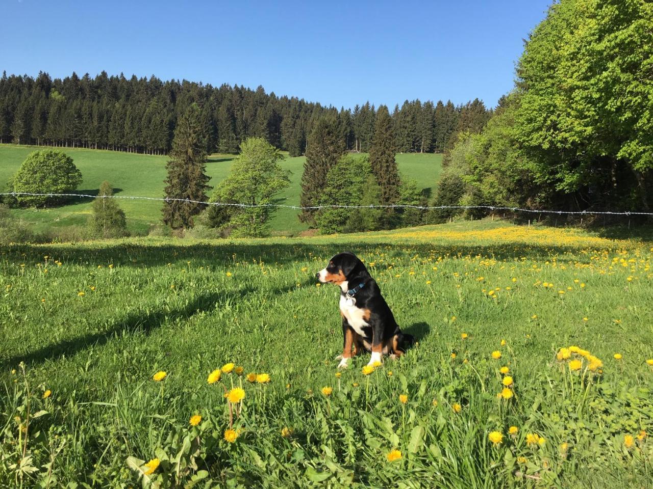 Hoehengasthaus Kolmenhof An Der Donauquelle ฟวร์ตวานเงน ภายนอก รูปภาพ